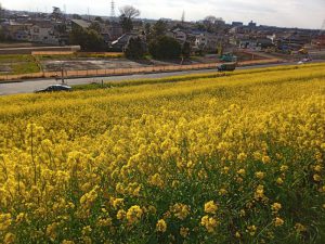 江戸川サイクリングロード