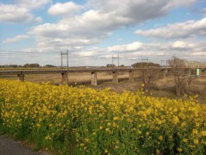 江戸川サイクリングロード